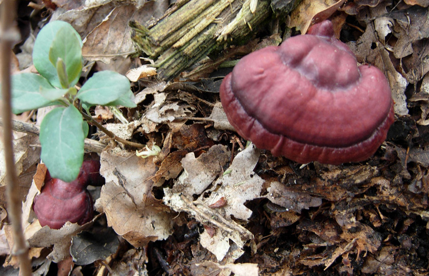 Ganoderma lucidum ed altre conferme (?)